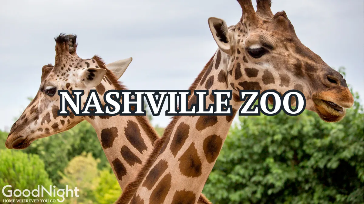 A close-up view of giraffes amid green foliage at the Nashville Zoo, evoking a sense of adventure and delight. The atmosphere is joyful, emphasizing wildlife encounters and family outings in a vibrant natural setting.